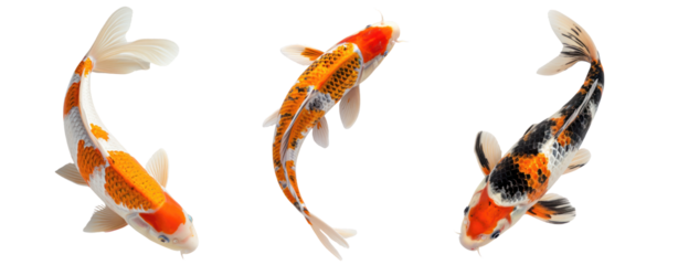 set of black white gold koi fish swim top view transparent background