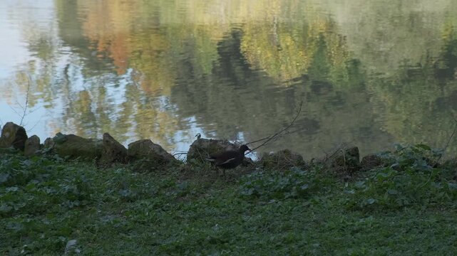 coot on the lake of Villa pamphili in Rome in sunny day. High quality 4k footage