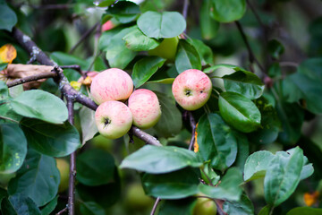 A close-up of ripe apples on the apple tree branch.