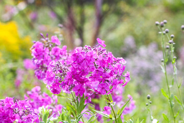 Blooming phlox paniculata garden flowers.