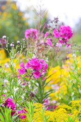 Obraz premium Blooming phlox paniculata garden flowers.