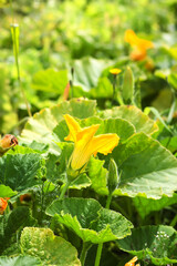 Cucumber yellow flower in the modern greenhouse.