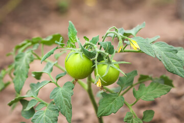 Tomato plants growing in greenhouse. Natural homegrown vegetables in organic vegetable garden.