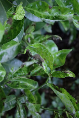 Damaged green leaves of Cherry laurel bush with disease. Prunus laurocerasus tree with holes and brown dry spots on leaves 