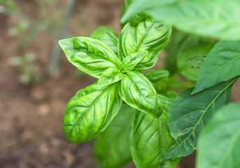 Green organic basil plants grow in soil.