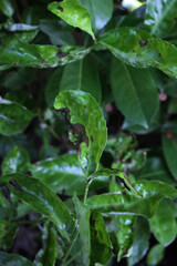 Damaged green leaves of Cherry laurel bush with disease. Prunus laurocerasus tree with holes and brown dry spots on leaves 