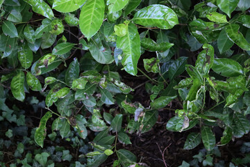Damaged green leaves of Cherry laurel bush with disease. Prunus laurocerasus tree with holes and brown dry spots on leaves 
