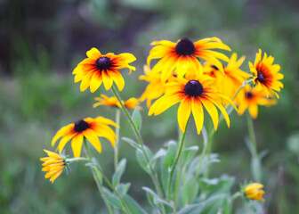 Yellow flowers of the Rudbeckia hirta or Black-Eyed Susan.