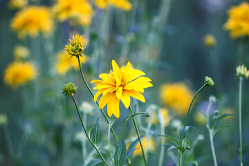 Yellow Rudbeckia Golden ball flowers.