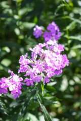 Obraz premium Blooming phlox paniculata garden flowers.