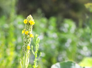 Flower of great mullein or Verbascum thapsus in a garden.