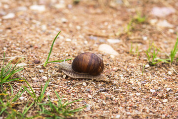 Snail crawling on the footpath.