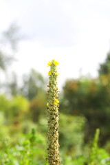 Flower of great mullein or Verbascum thapsus in a garden.