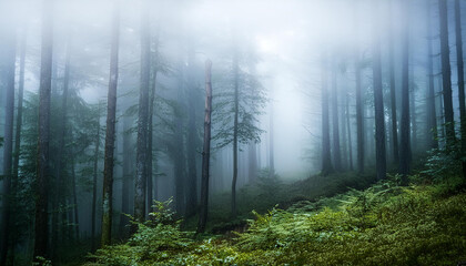 Scenic forest with mist, tall trees and lush greenery, serene atmosphere. Morning mystic fog