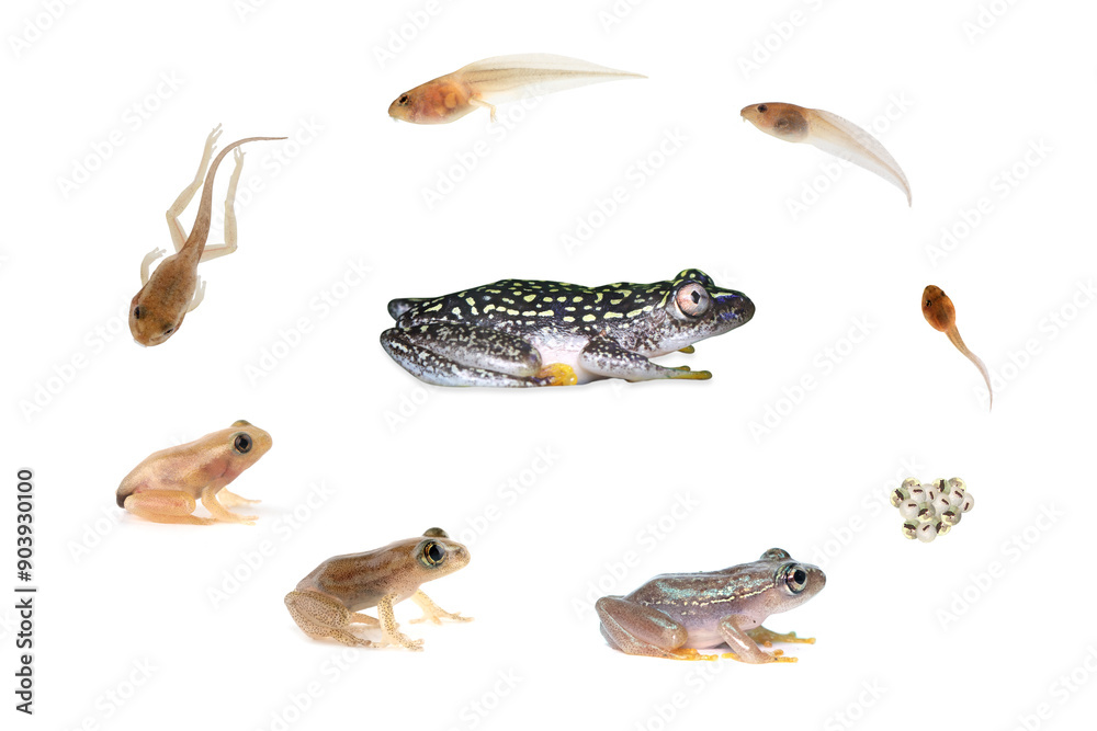 Wall mural reed frog froglet in the process of metamorphosis, reed frog froglet in the process of metamorphosis