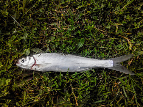 A caught silver fish with fins lies on the grass. Scales, eyes and gills are visible. Close view. Common bleak. Danube bleak. Alburnus mento.