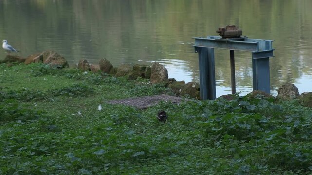coot on the lake of Villa pamphili in Rome in sunny day. High quality 4k footage