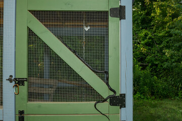 Black Rat Snake Sneaking into a Chicken Coop © ondreicka