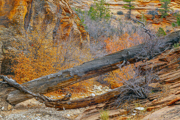 Zion National Park in late autumn