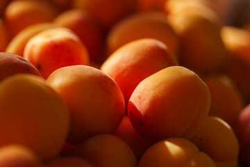 bunch of apricots in the sunlight, orange mood, close-up, harvesting, summer mood