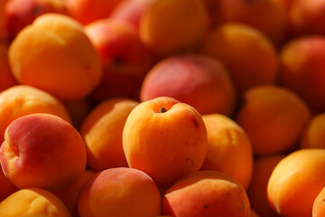 bunch of apricots in the sunlight, orange mood, close-up, harvesting, summer mood