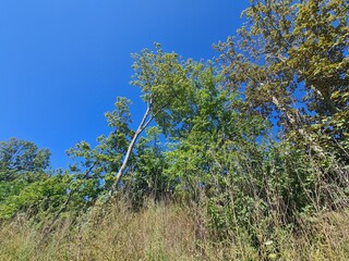 Trees, Dry Grass And Blue Sky On A Sunny Day In Berlin Schöneweide (Treptow/Köpenick)