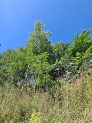 Trees, Dry Grass And Blue Sky On A Sunny Day In Berlin Schöneweide (Treptow/Köpenick)