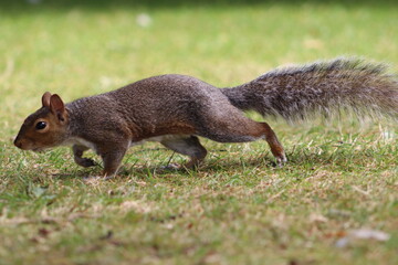 squirrel on the grass