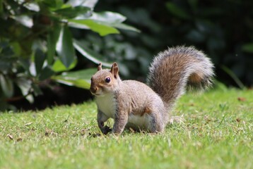squirrel on the grass
