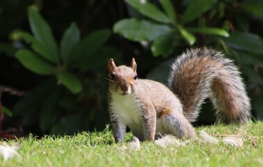 squirrel on the grass