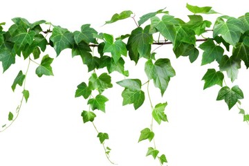 Naklejka premium vine plant jungle, climbing isolated on white background