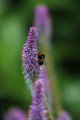 Bumble bee feeding on veronicastrum flower