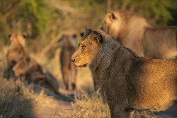A young male lion in golden morning light with the rest of the pride in the blurred background, Sabi Sand Game Reserve. 