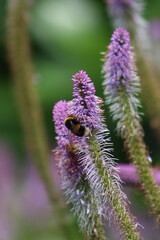 Bumble bee feeding on veronicastrum flower