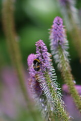 Bumble bee feeding on veronicastrum flower