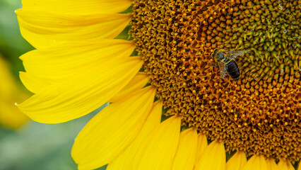 Close-up of yellow sunflower in full bloom on sunny summer day