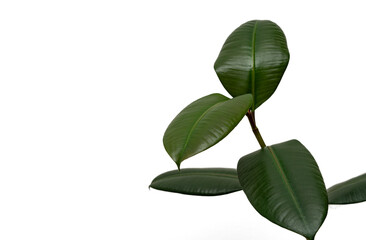 Ficus’s leafs isolated on white background