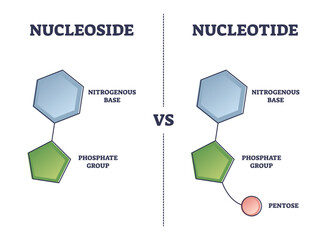 Nucleoside vs Nucleotide compound differences comparison outline diagram, transparent background. Educational labeled pyrimidine base link to sugar example with nitrogenous.