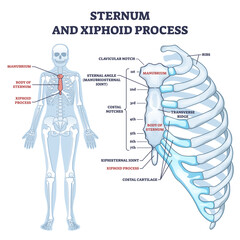 Sternum and xiphoid process with breastbone bone structure outline diagram, transparent background. Labeled educational anatomical body chest skeletal description.