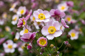 anemone flowers in the garden, summertime
