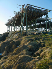 Arctic Cod stockfish hanging on wooden frame racks, Traditional centuries old methods of drying fish in the air and wind, Reine Lofoten archipelago, Nordland, Norway