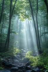 Obraz premium A mystical forest scene where the fog creates an almost dreamlike quality, with beams of sunlight filtering through the mist