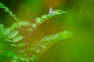 butterfly on a twig