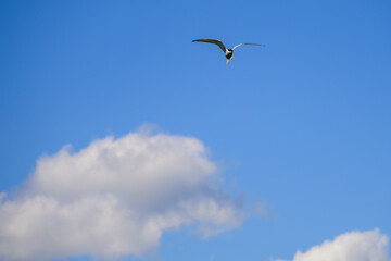 tern in flight with clouds in the sky