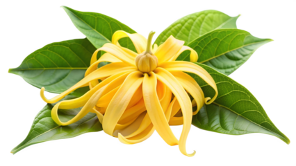 Ylang-Ylang flowers and leaves isolated on white transparent background, cut out png element. Cananga odorata plant
