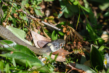 Close-up of a grass snake among vegetation
