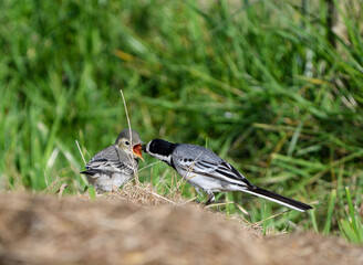 Adult white wagtail feeding its young