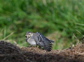 Young white wagtail
