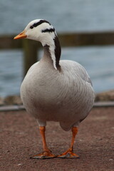 Anser indicus - bar headed goose 