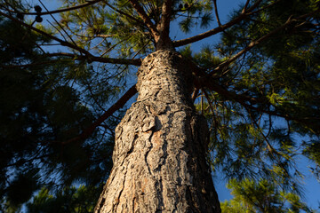 Fototapeta premium Image of a tree from a low angle where we can see the top of the tree and its branches and leaves with a blue sky behind